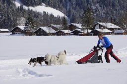 Lenk 2013